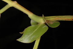 Humboldtia vahliana